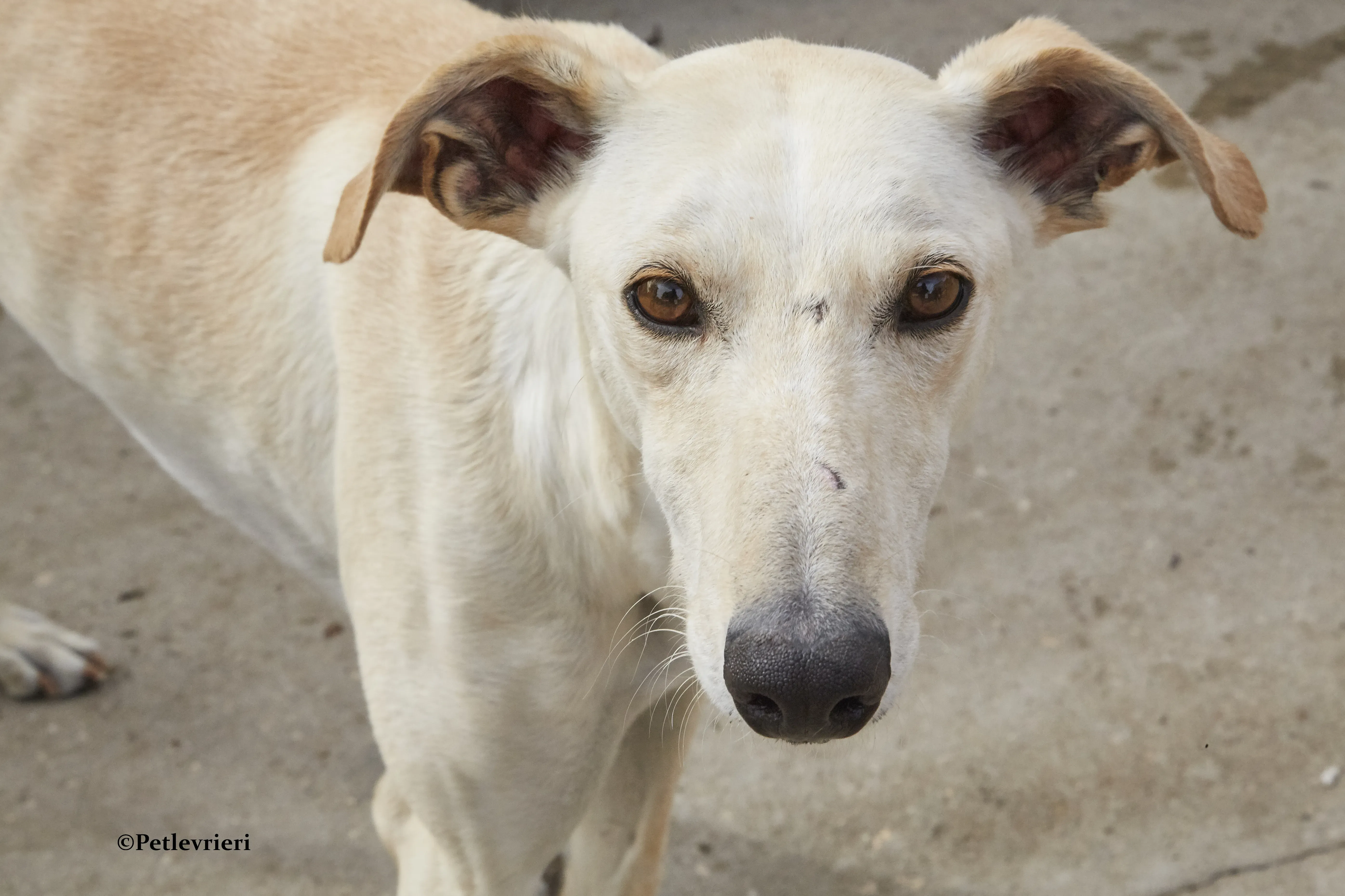 Quijote galgo adozione pet levrieri onlus 10