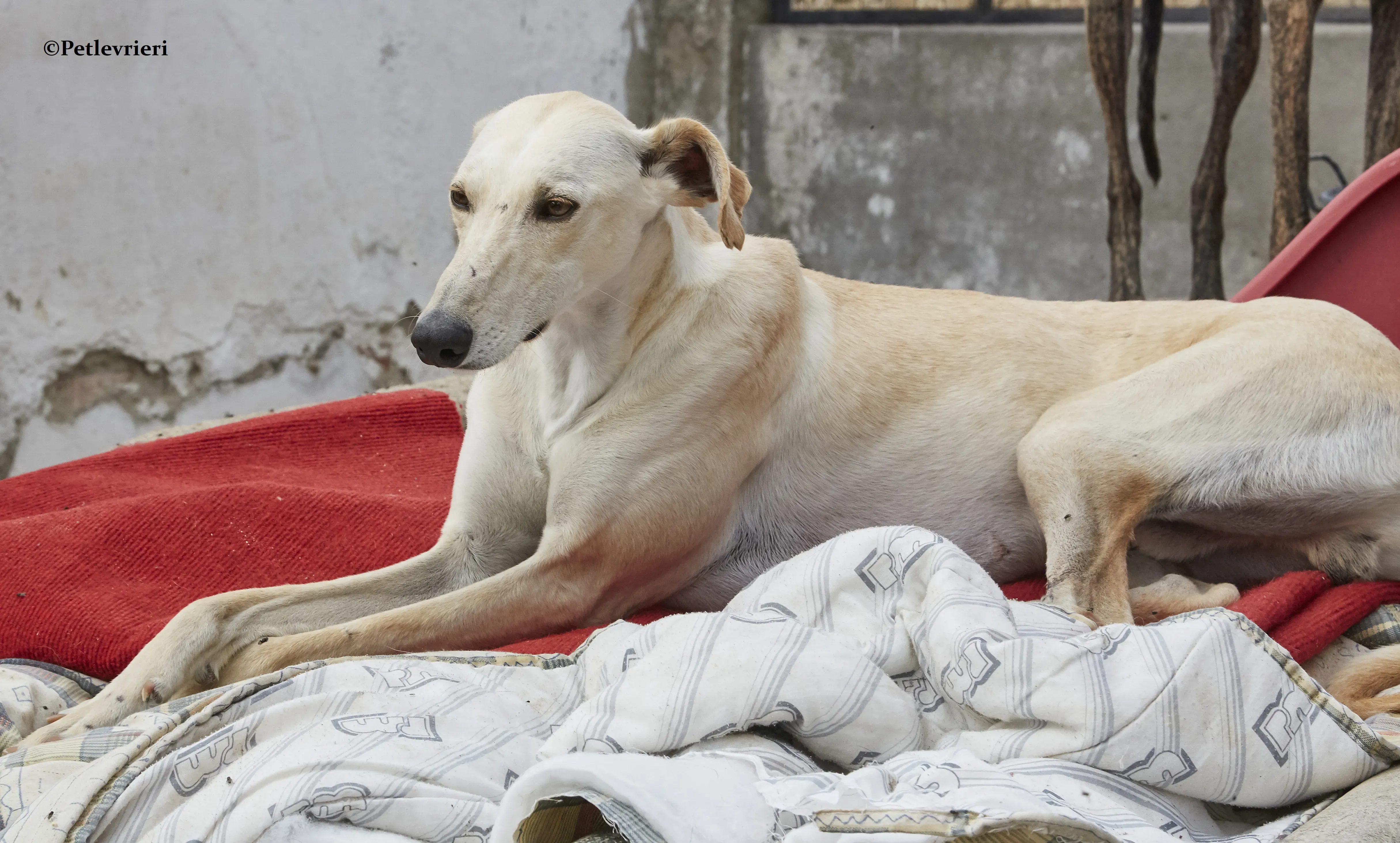 Quijote galgo adozione pet levrieri onlus 11