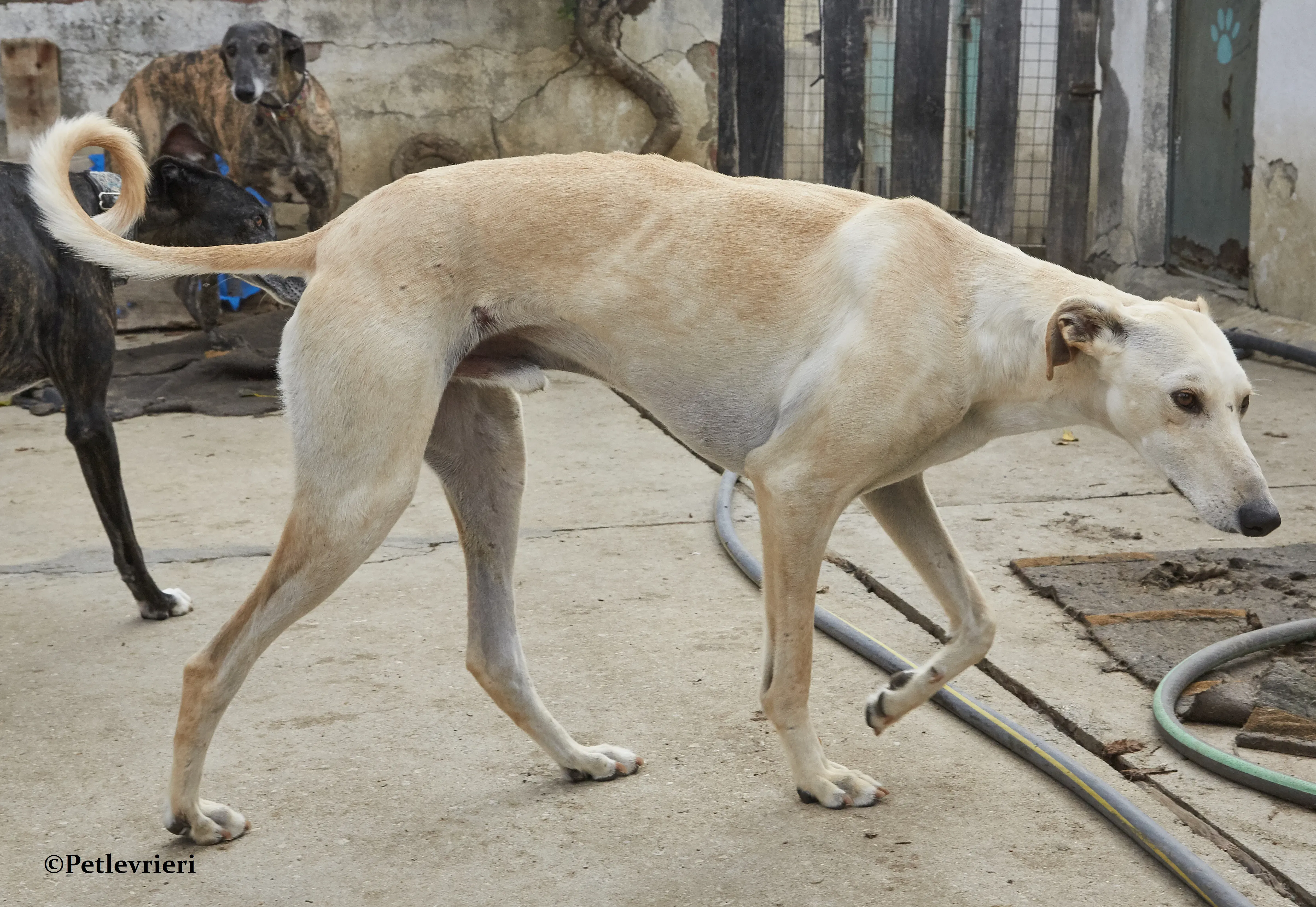 Quijote galgo adozione pet levrieri onlus 12