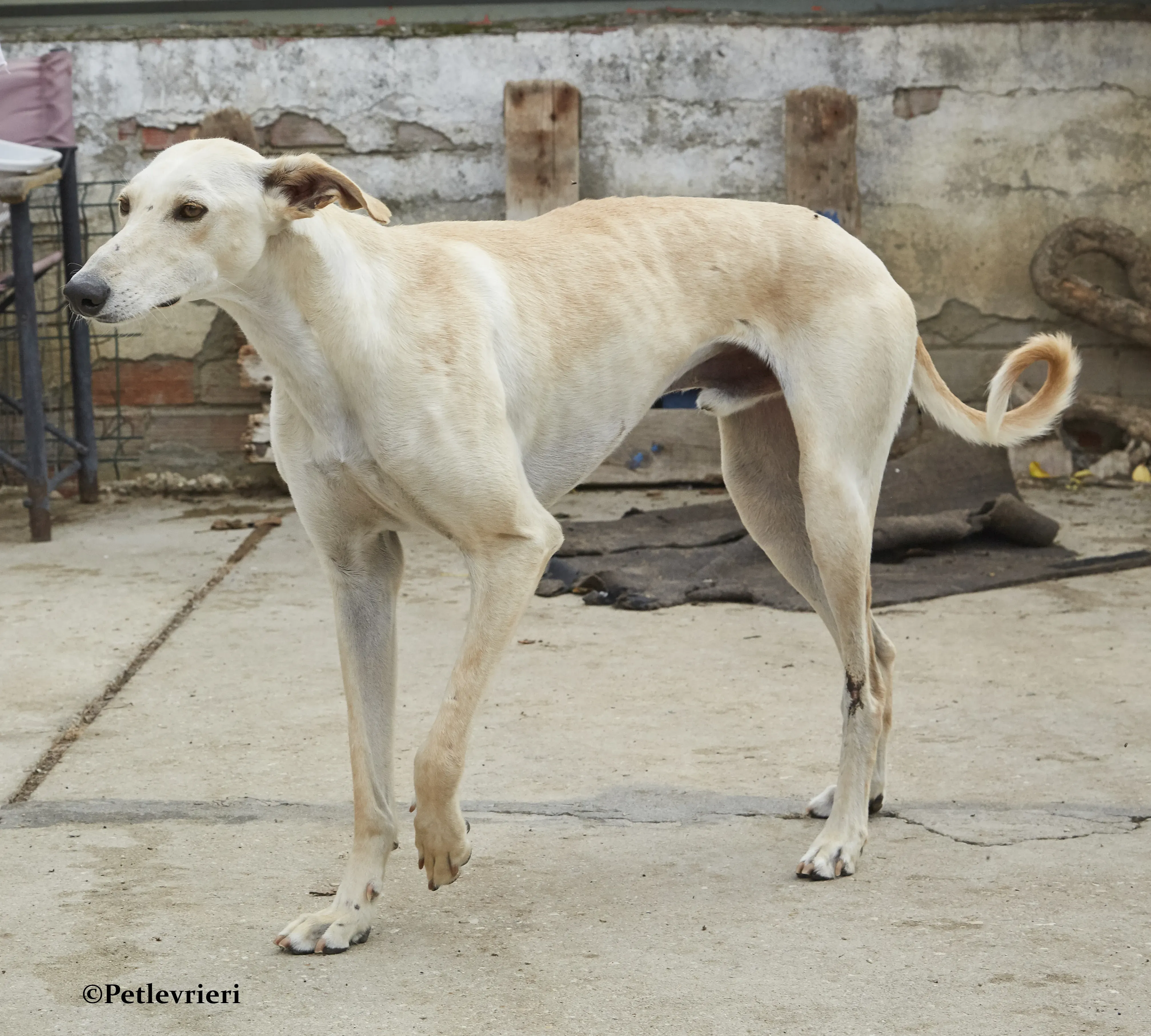 Quijote galgo adozione pet levrieri onlus 13