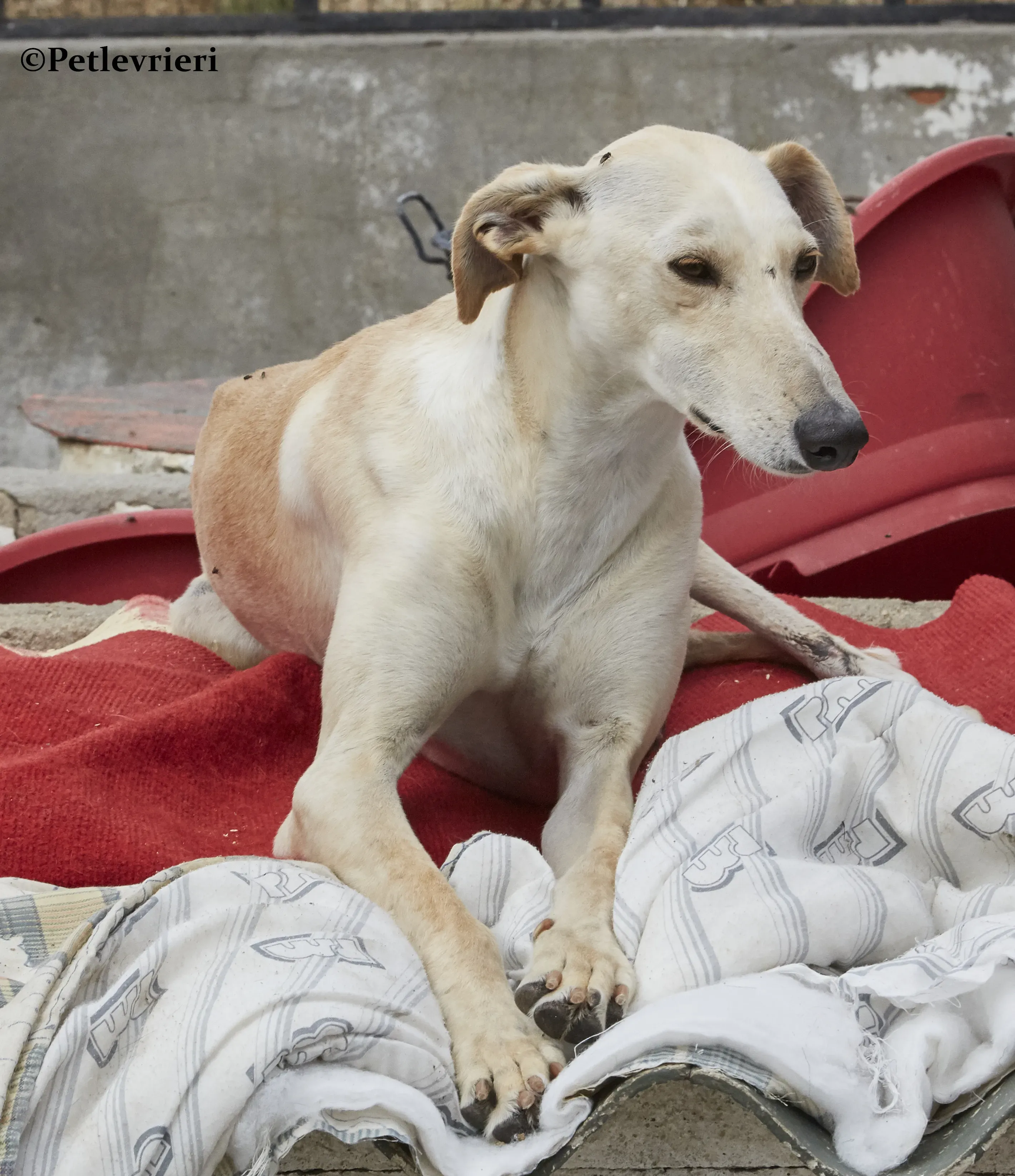 Quijote galgo adozione pet levrieri onlus 14