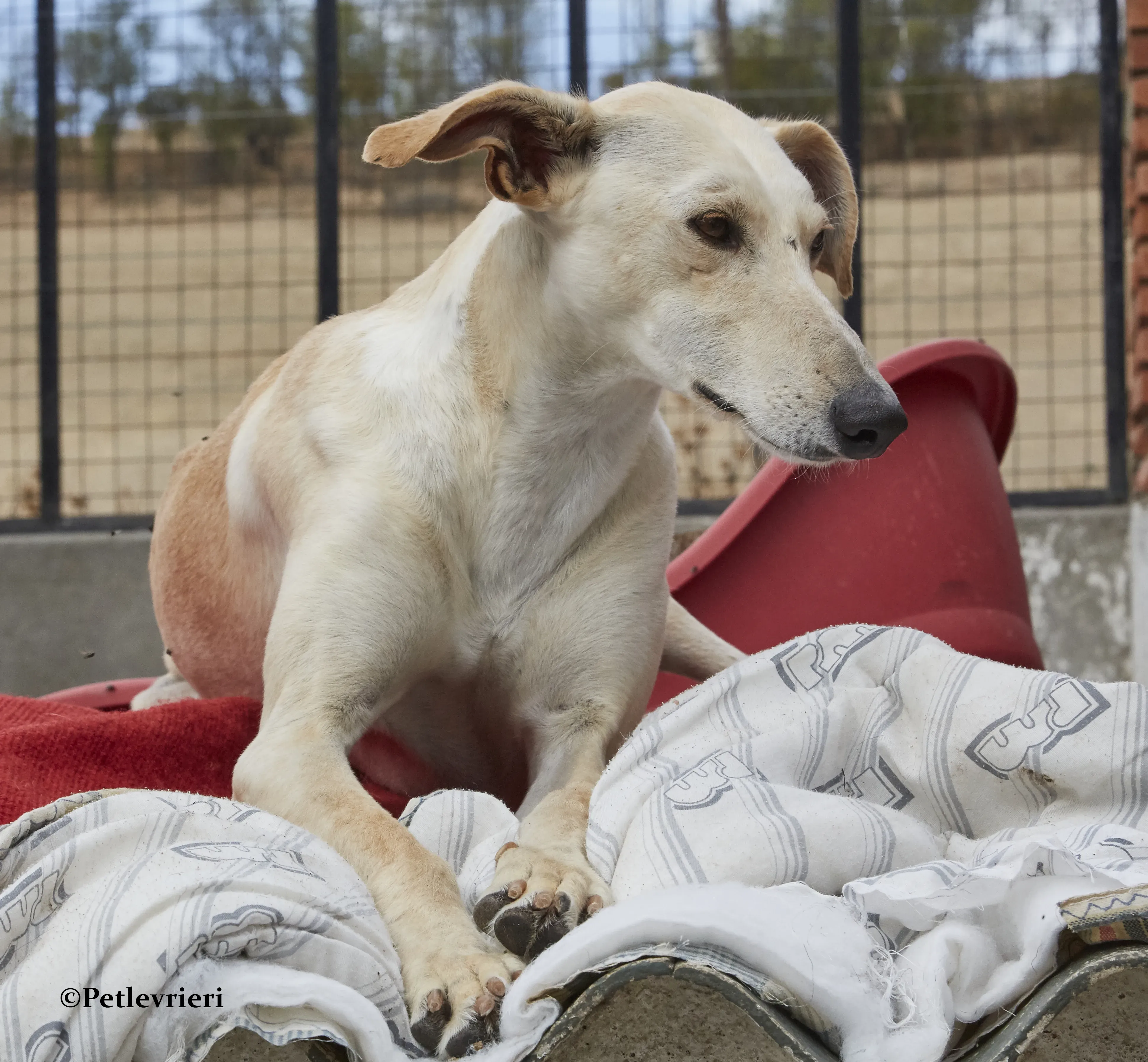 Quijote galgo adozione pet levrieri onlus 15