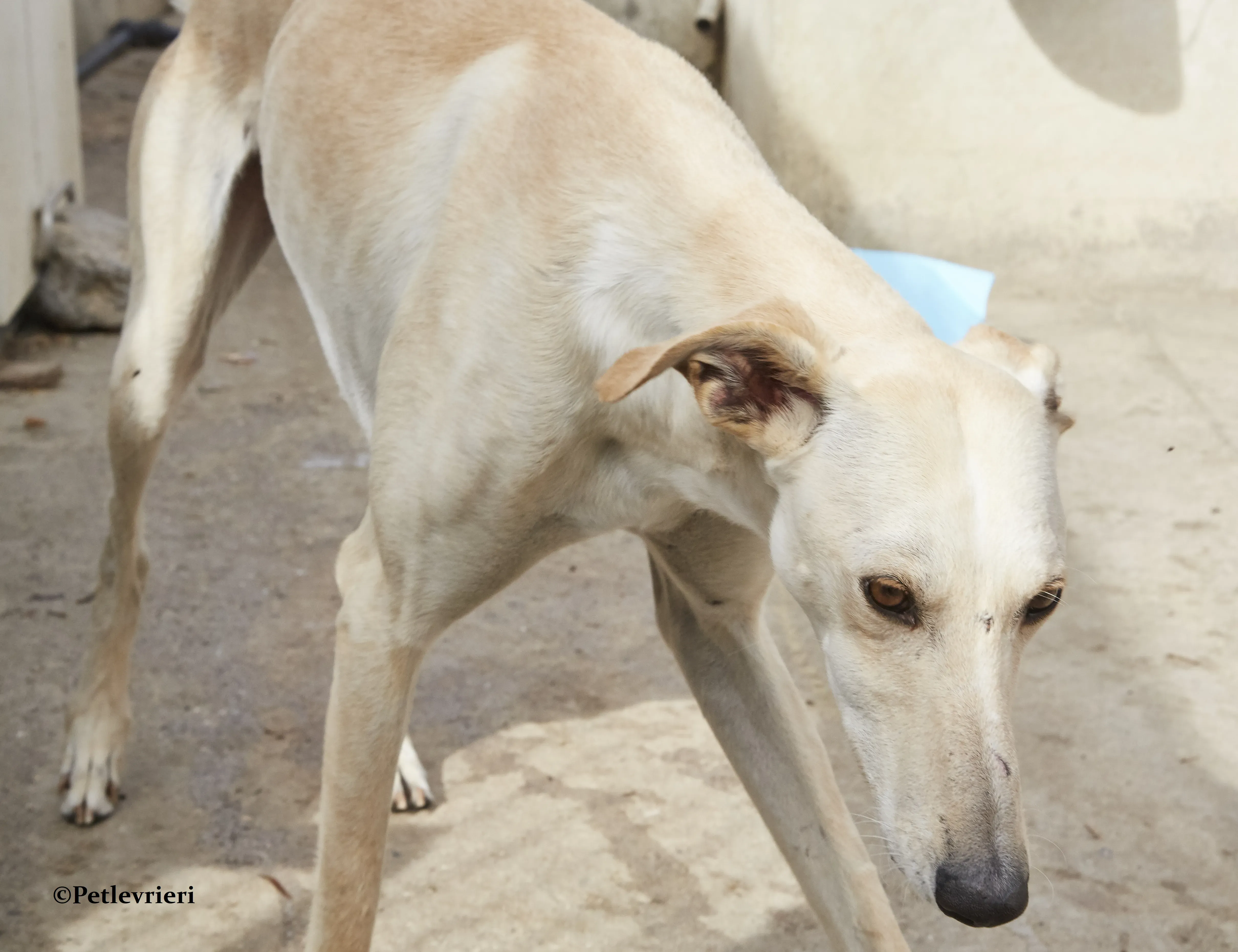 Quijote galgo adozione pet levrieri onlus 2