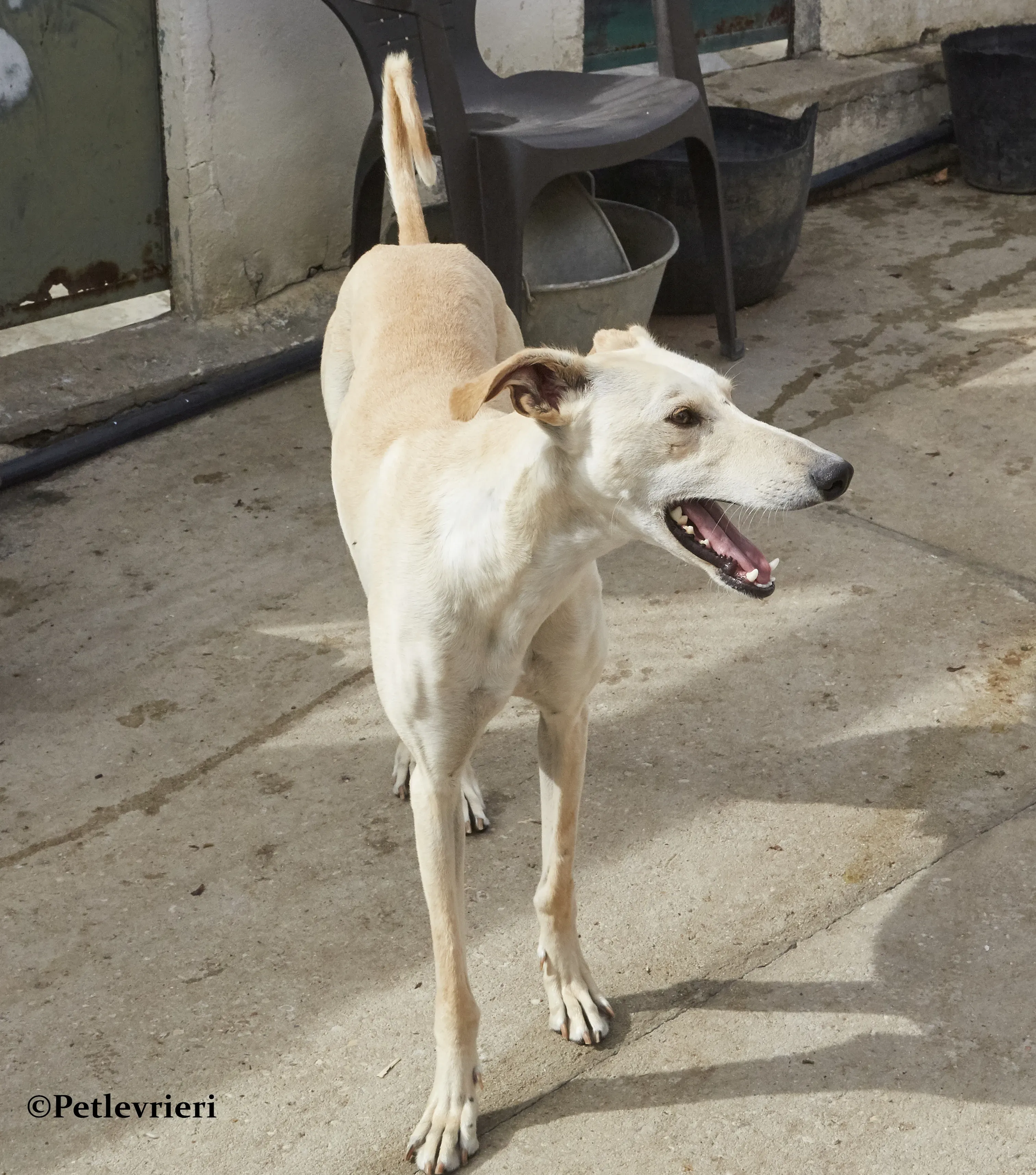 Quijote galgo adozione pet levrieri onlus 3