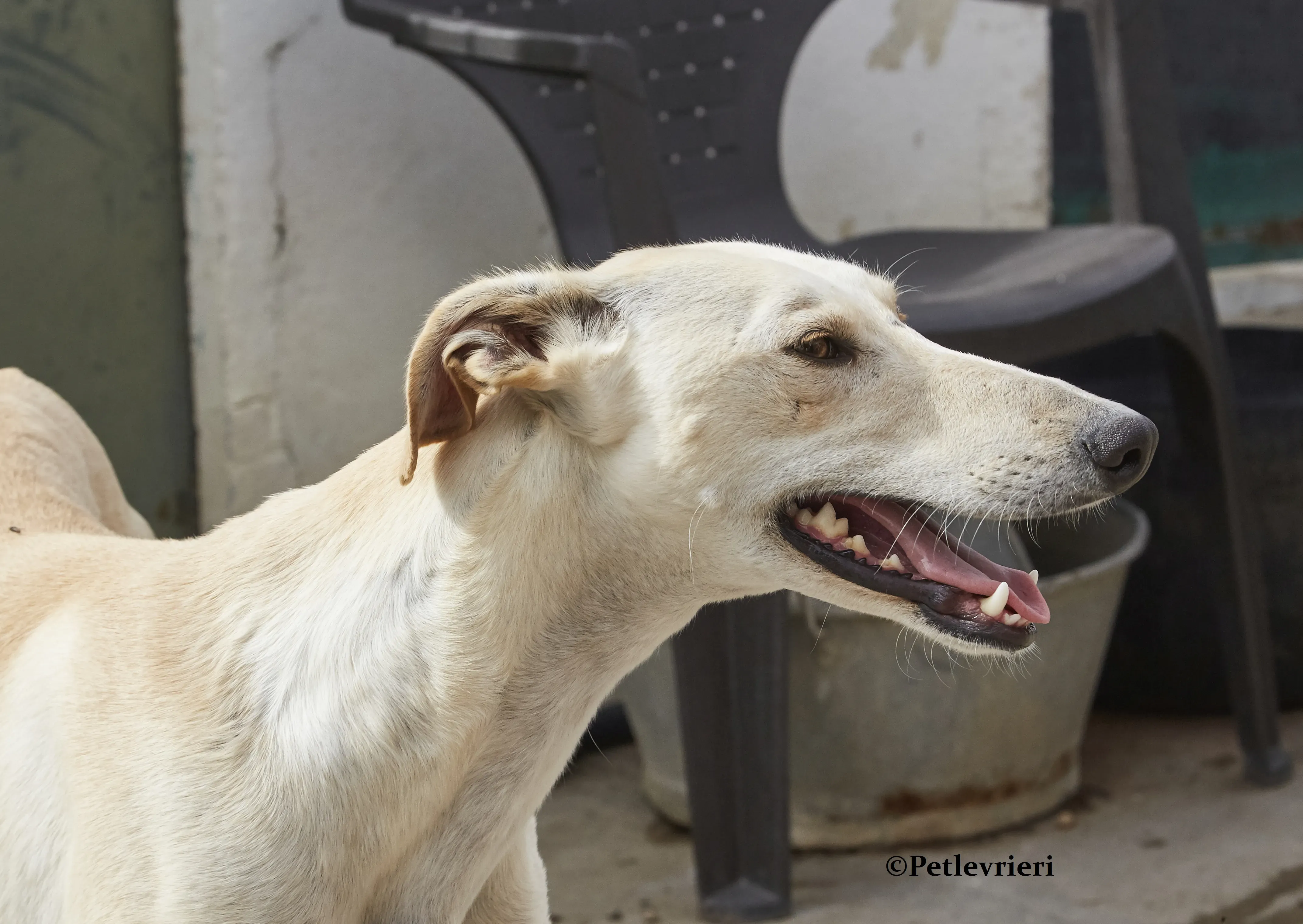 Quijote galgo adozione pet levrieri onlus 4 1