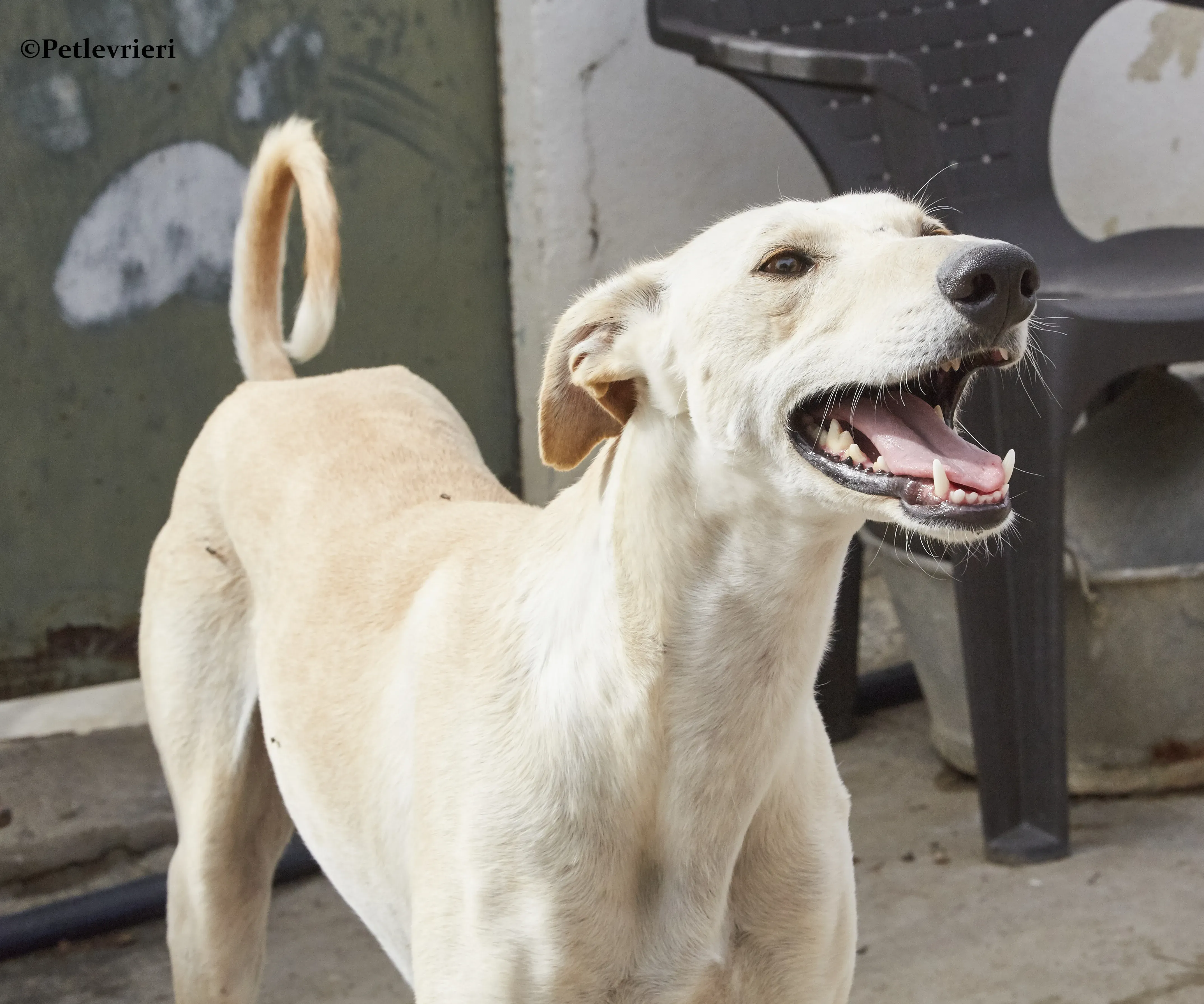 Quijote galgo adozione pet levrieri onlus 5