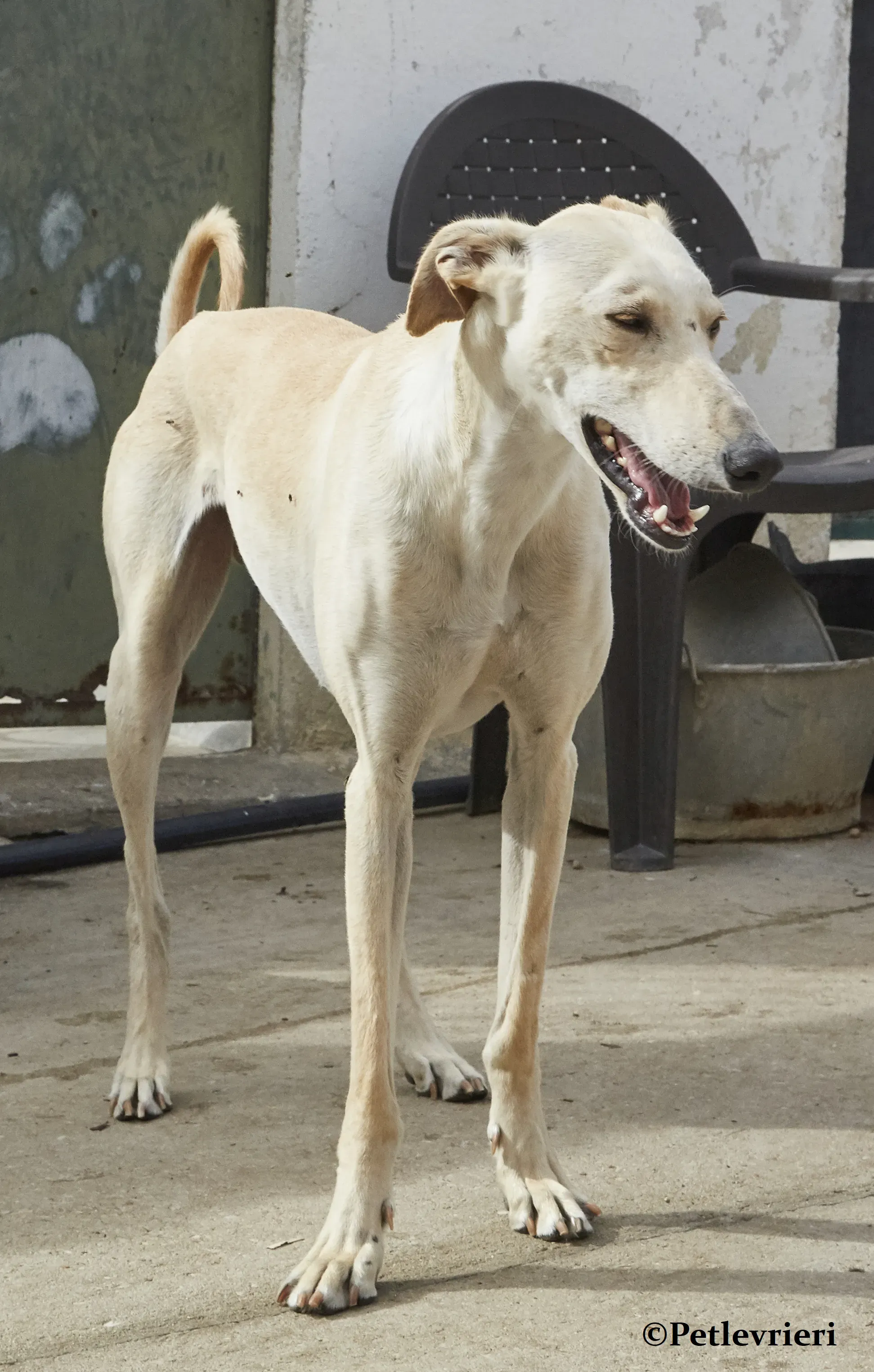 Quijote galgo adozione pet levrieri onlus 6