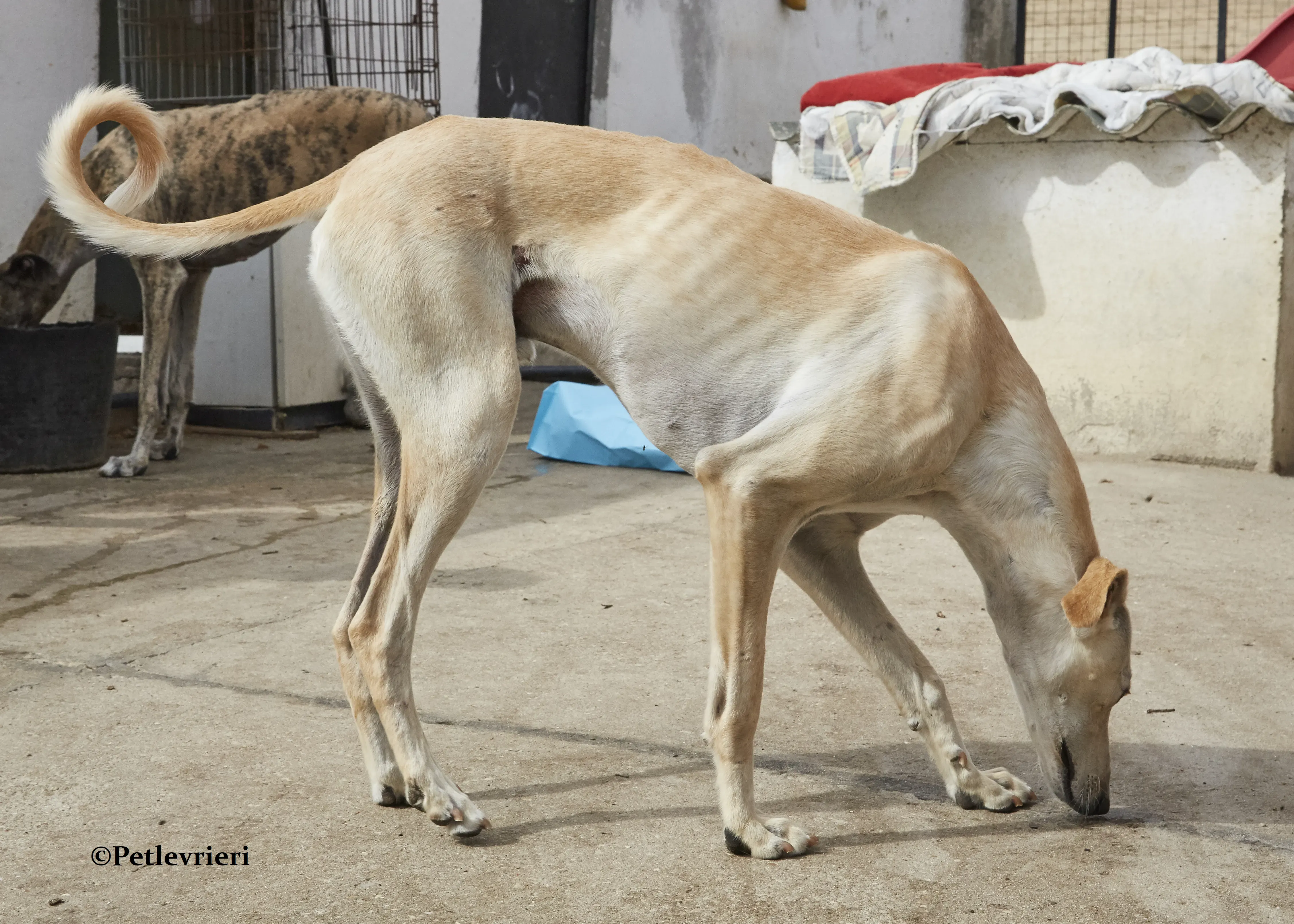 Quijote galgo adozione pet levrieri onlus 7