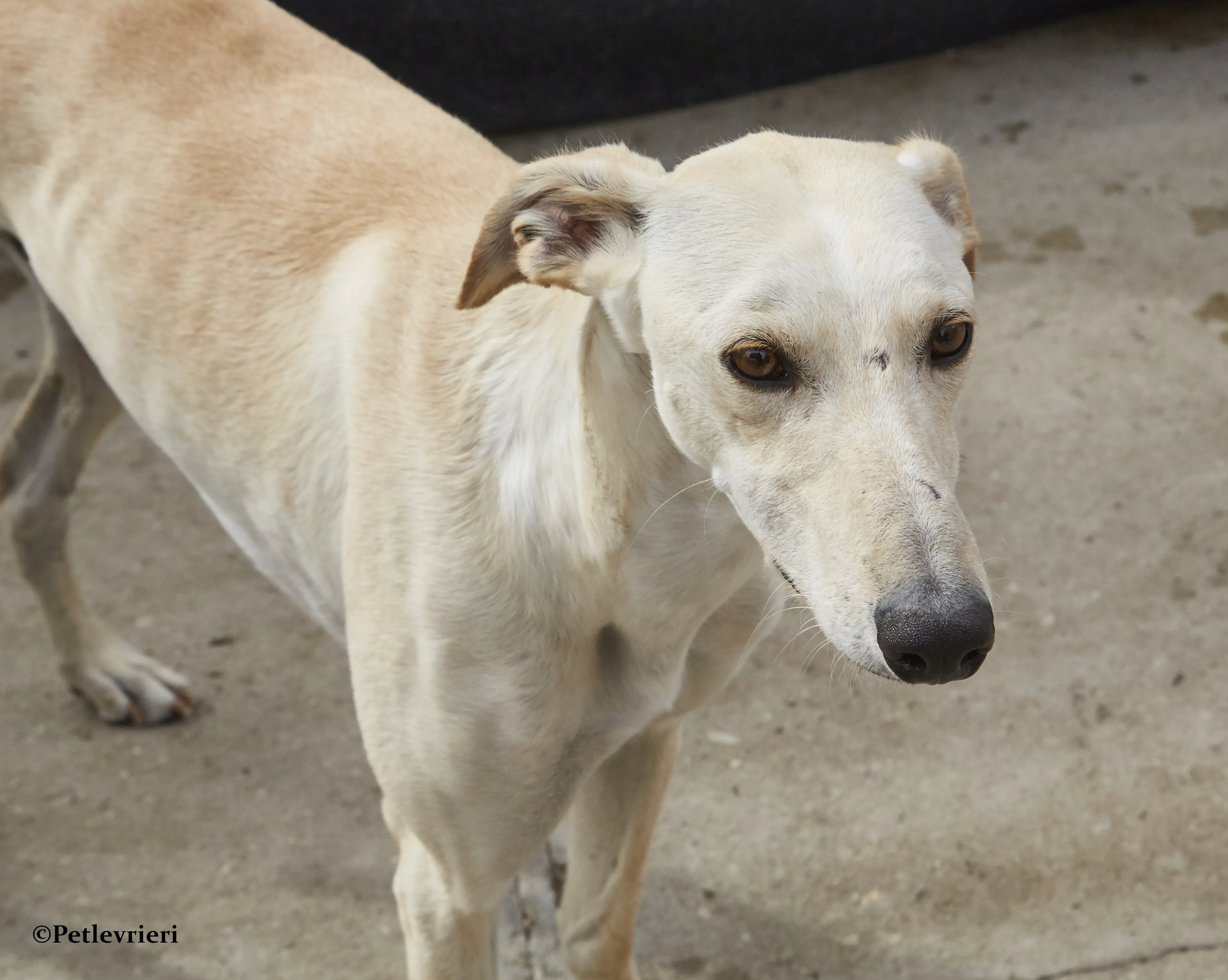 Quijote galgo adozione pet levrieri onlus 8