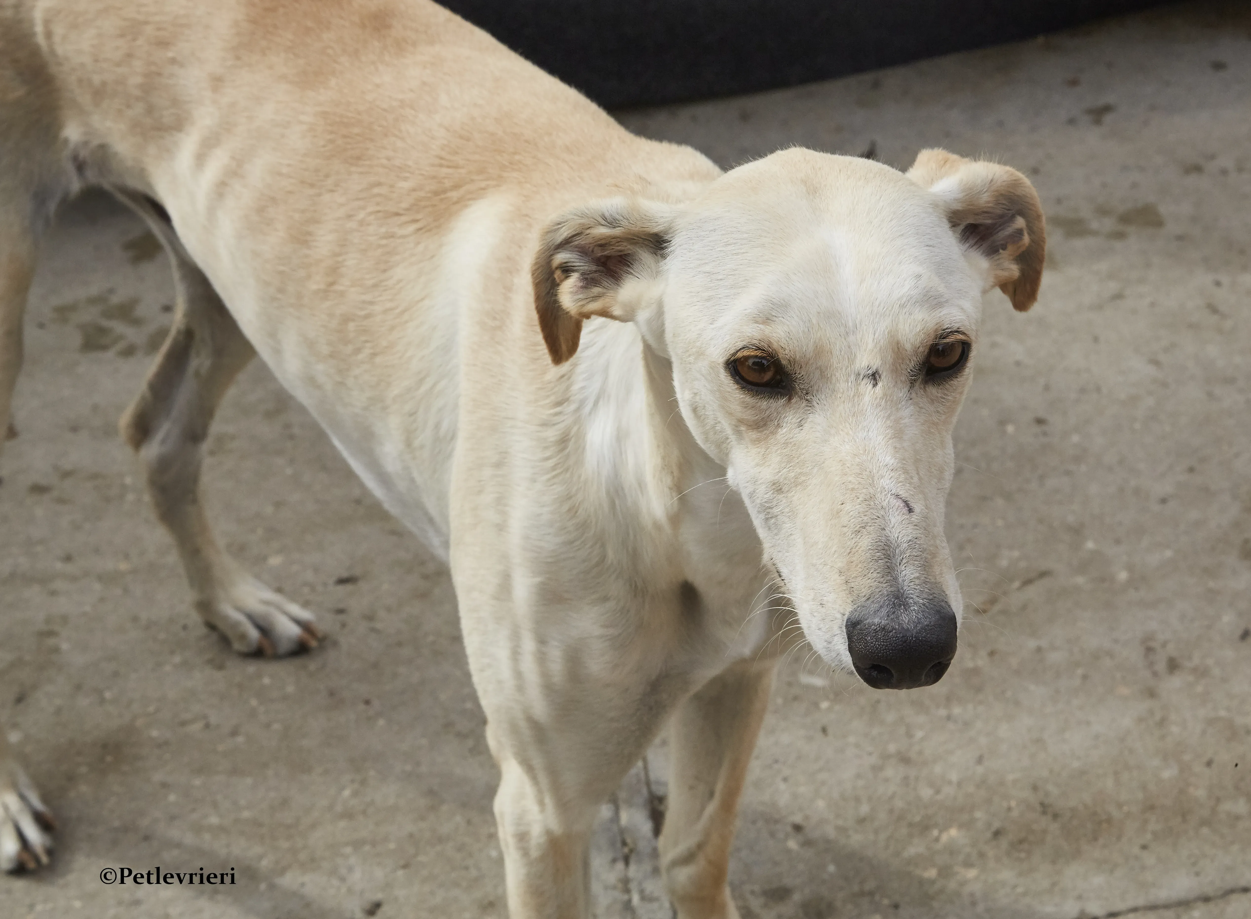 Quijote galgo adozione pet levrieri onlus 9
