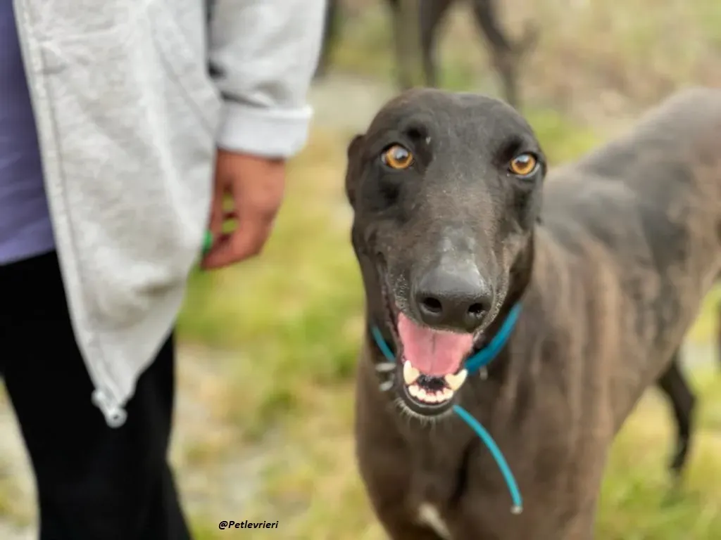 RAVEN GREYHOUND BLACK ADOZIONE LEVRIERI 1