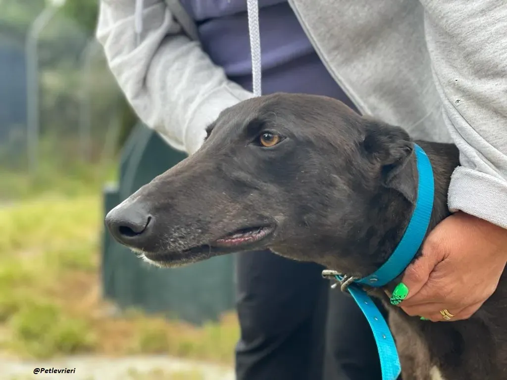 RAVEN GREYHOUND BLACK ADOZIONE LEVRIERI 10