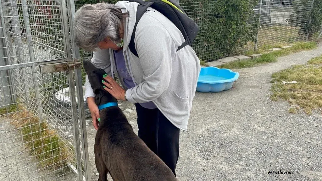 RAVEN GREYHOUND BLACK ADOZIONE LEVRIERI 11