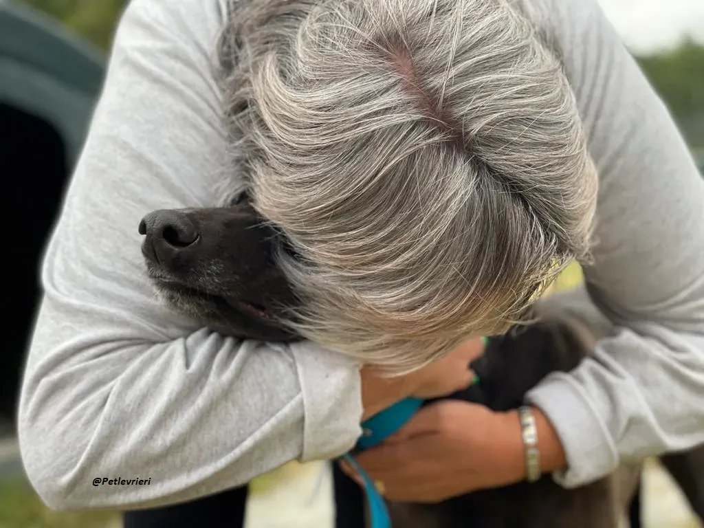 RAVEN GREYHOUND BLACK ADOZIONE LEVRIERI 12