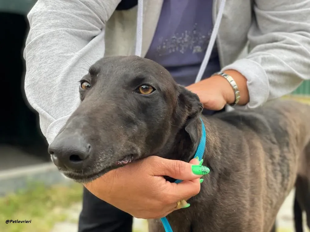 RAVEN GREYHOUND BLACK ADOZIONE LEVRIERI 13