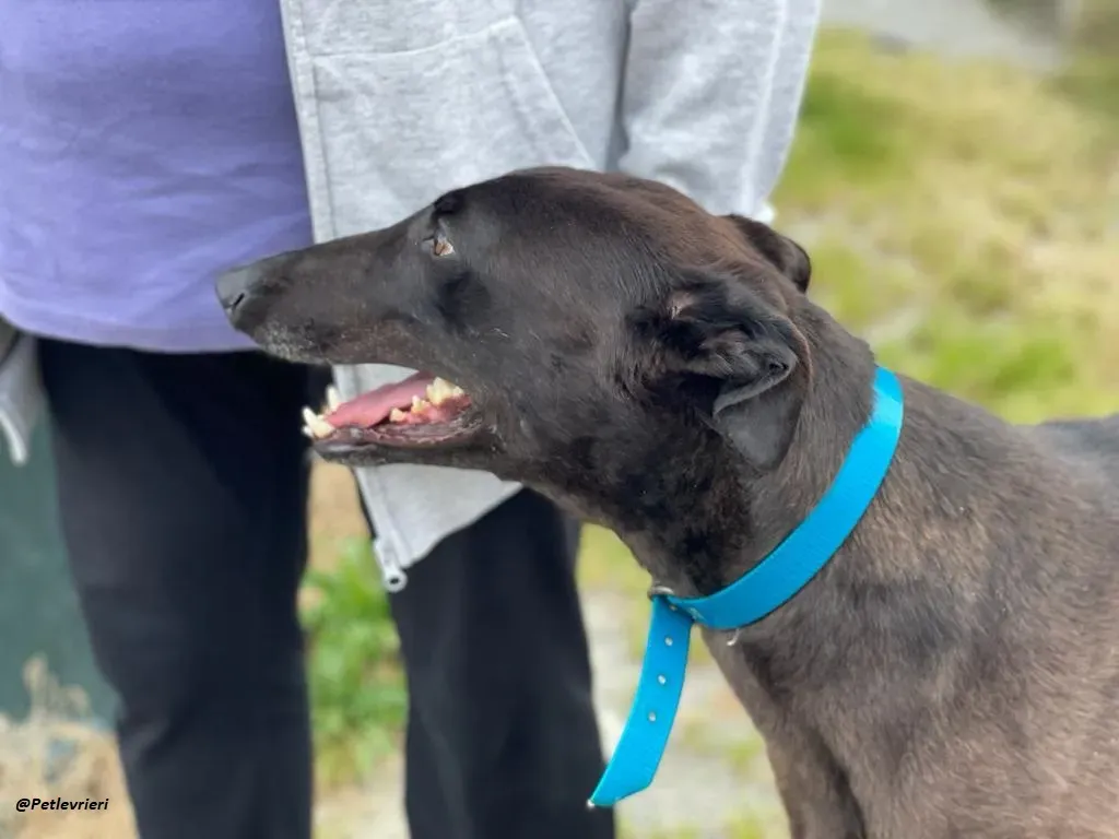 RAVEN GREYHOUND BLACK ADOZIONE LEVRIERI 14