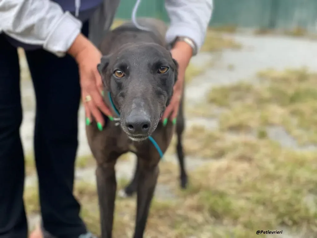 RAVEN GREYHOUND BLACK ADOZIONE LEVRIERI 2