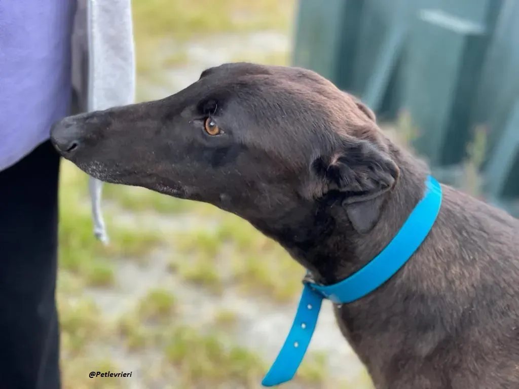 RAVEN GREYHOUND BLACK ADOZIONE LEVRIERI 3