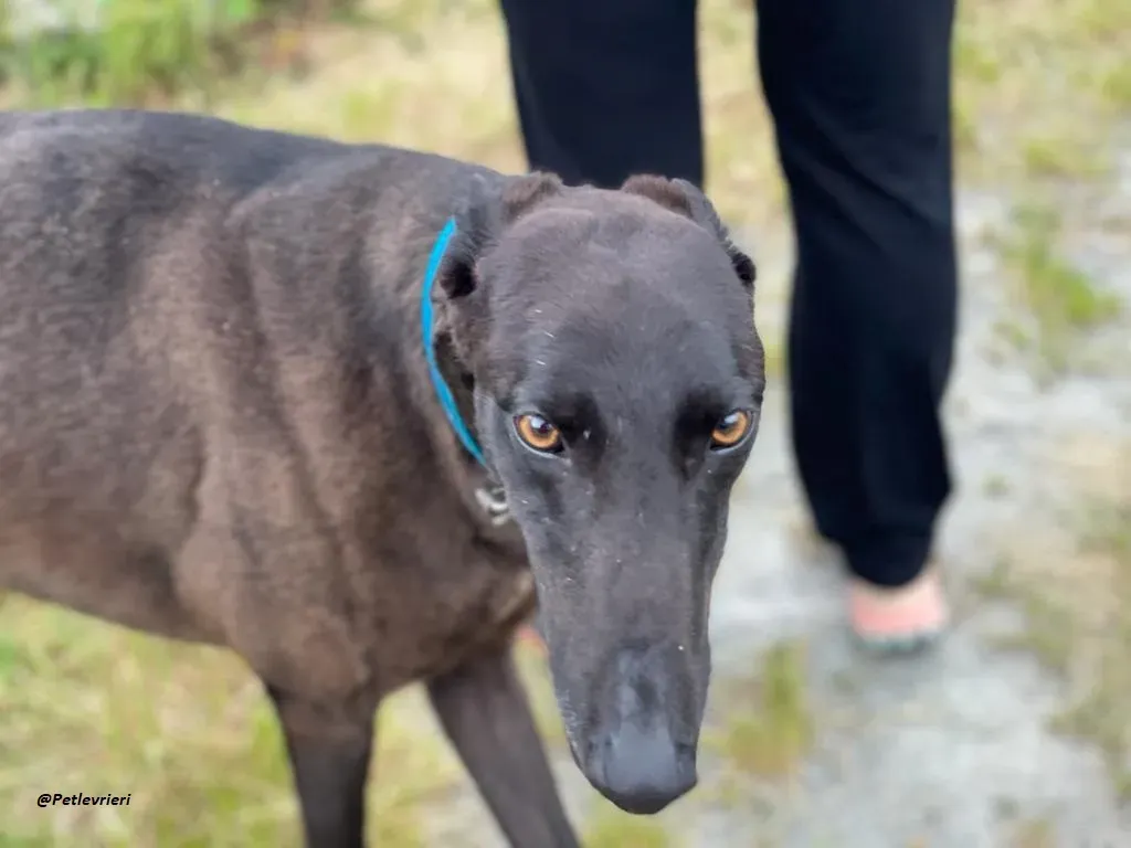 RAVEN GREYHOUND BLACK ADOZIONE LEVRIERI 4