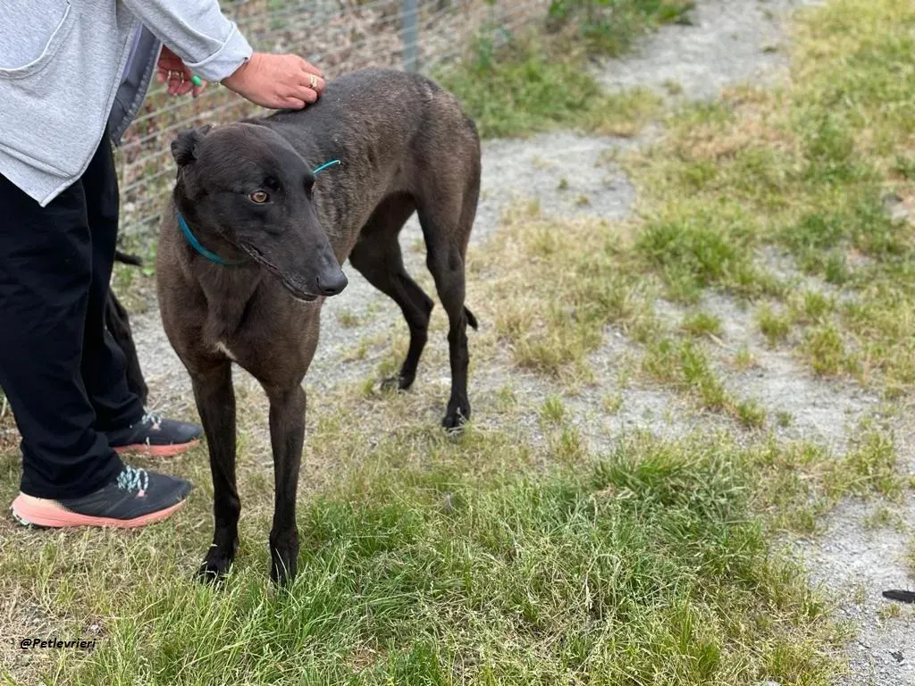 RAVEN GREYHOUND BLACK ADOZIONE LEVRIERI 5