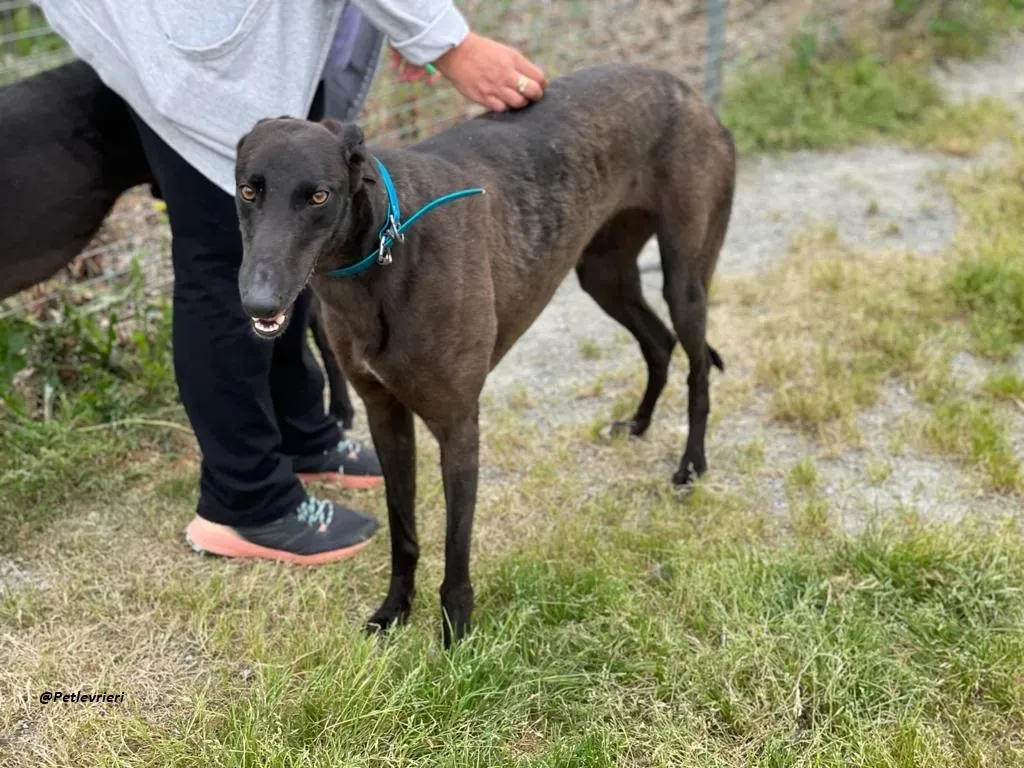 RAVEN GREYHOUND BLACK ADOZIONE LEVRIERI 6