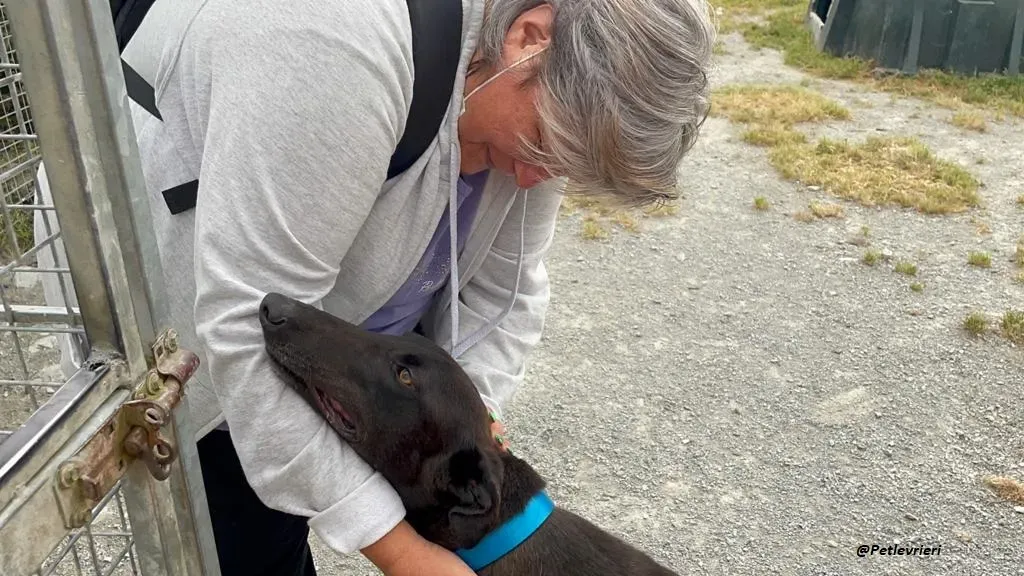 RAVEN GREYHOUND BLACK ADOZIONE LEVRIERI 7