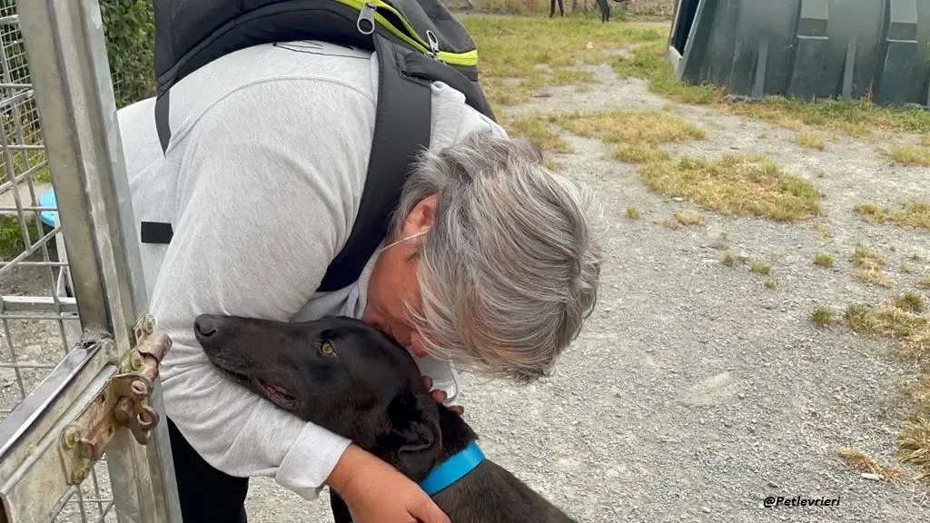 RAVEN GREYHOUND BLACK ADOZIONE LEVRIERI 8