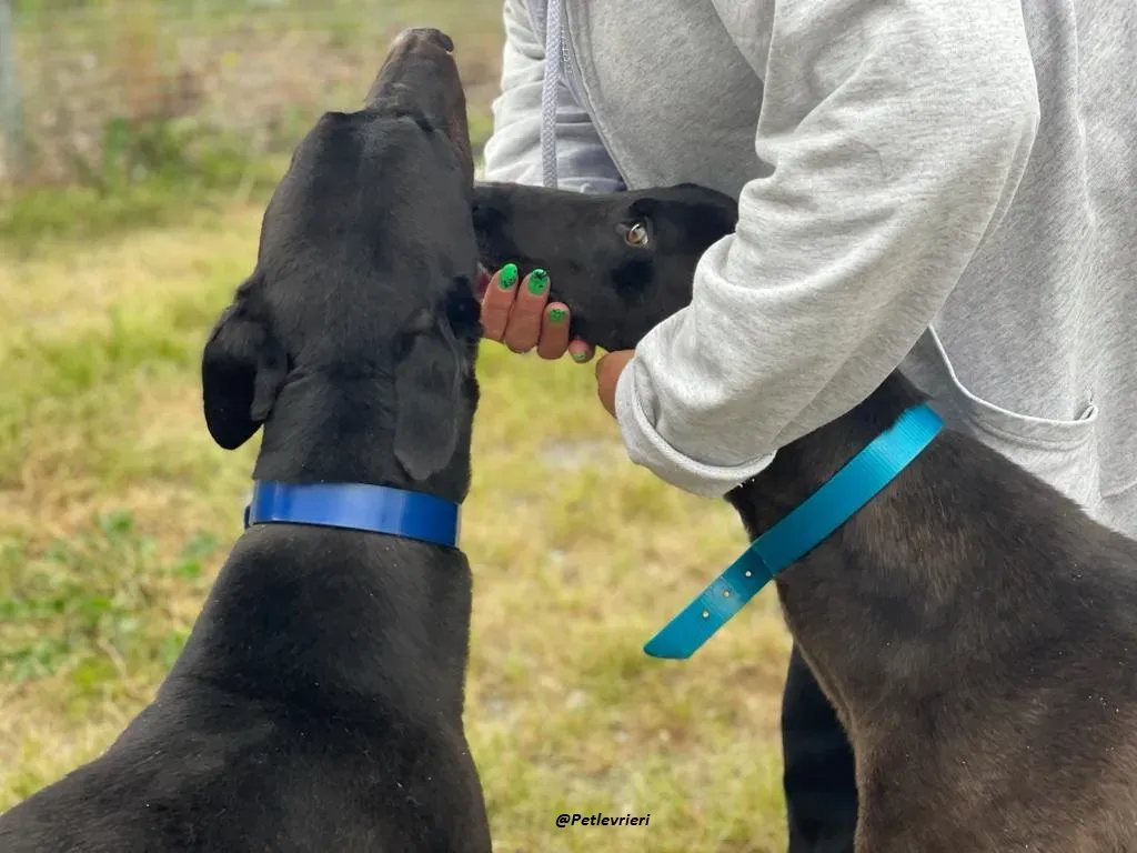 RAVEN GREYHOUND BLACK ADOZIONE LEVRIERI 9