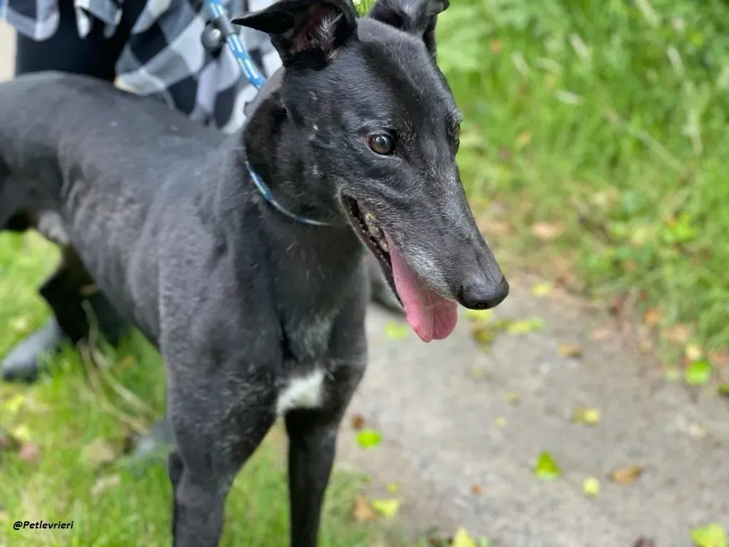 REUBEN GREYHOUND LEVRIERI IN ADOZIONE 1