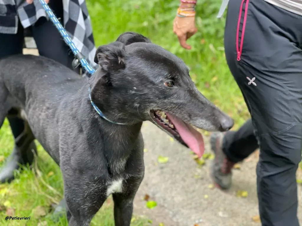 REUBEN GREYHOUND LEVRIERI IN ADOZIONE 10