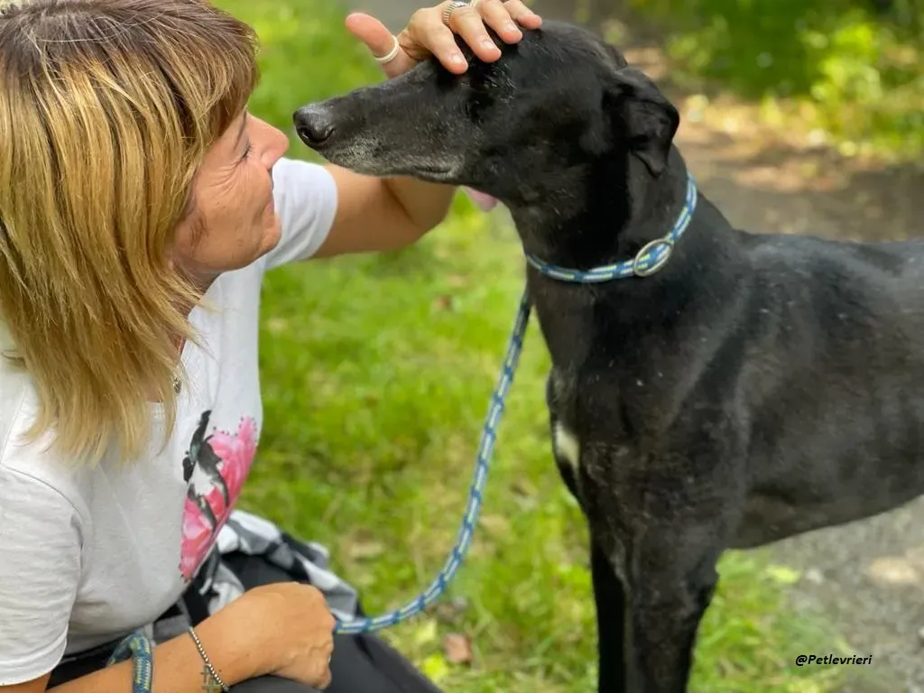 REUBEN GREYHOUND LEVRIERI IN ADOZIONE 11