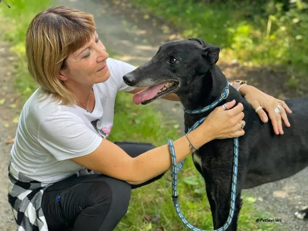 REUBEN GREYHOUND LEVRIERI IN ADOZIONE 12