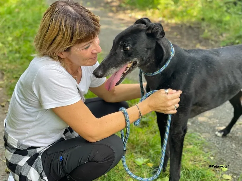 REUBEN GREYHOUND LEVRIERI IN ADOZIONE 13