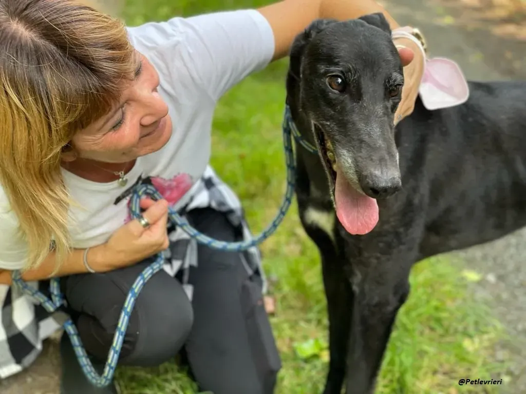REUBEN GREYHOUND LEVRIERI IN ADOZIONE 14