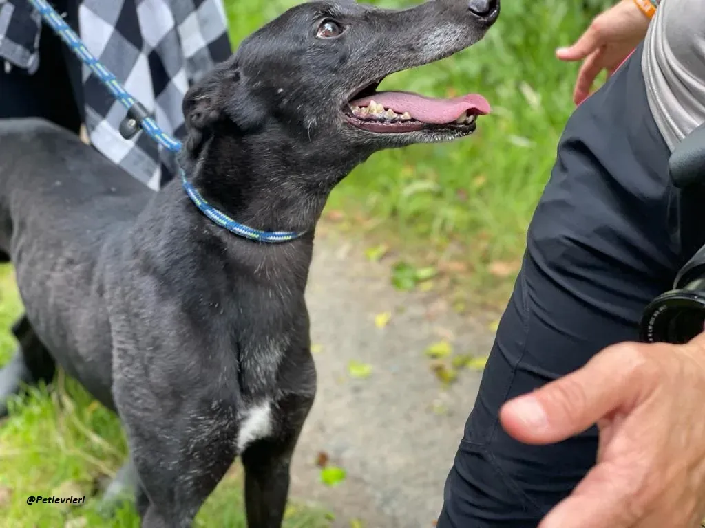 REUBEN GREYHOUND LEVRIERI IN ADOZIONE 2