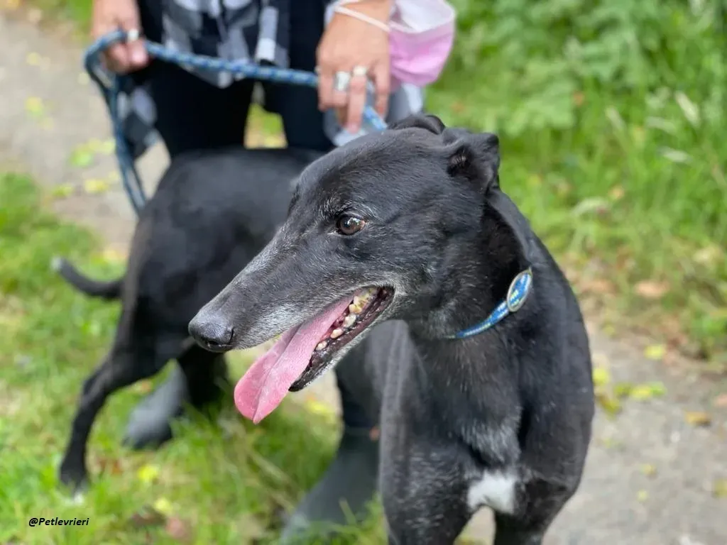 REUBEN GREYHOUND LEVRIERI IN ADOZIONE 3