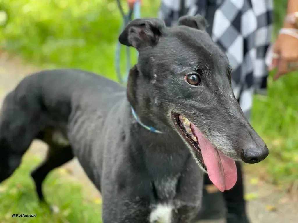 REUBEN GREYHOUND LEVRIERI IN ADOZIONE 4