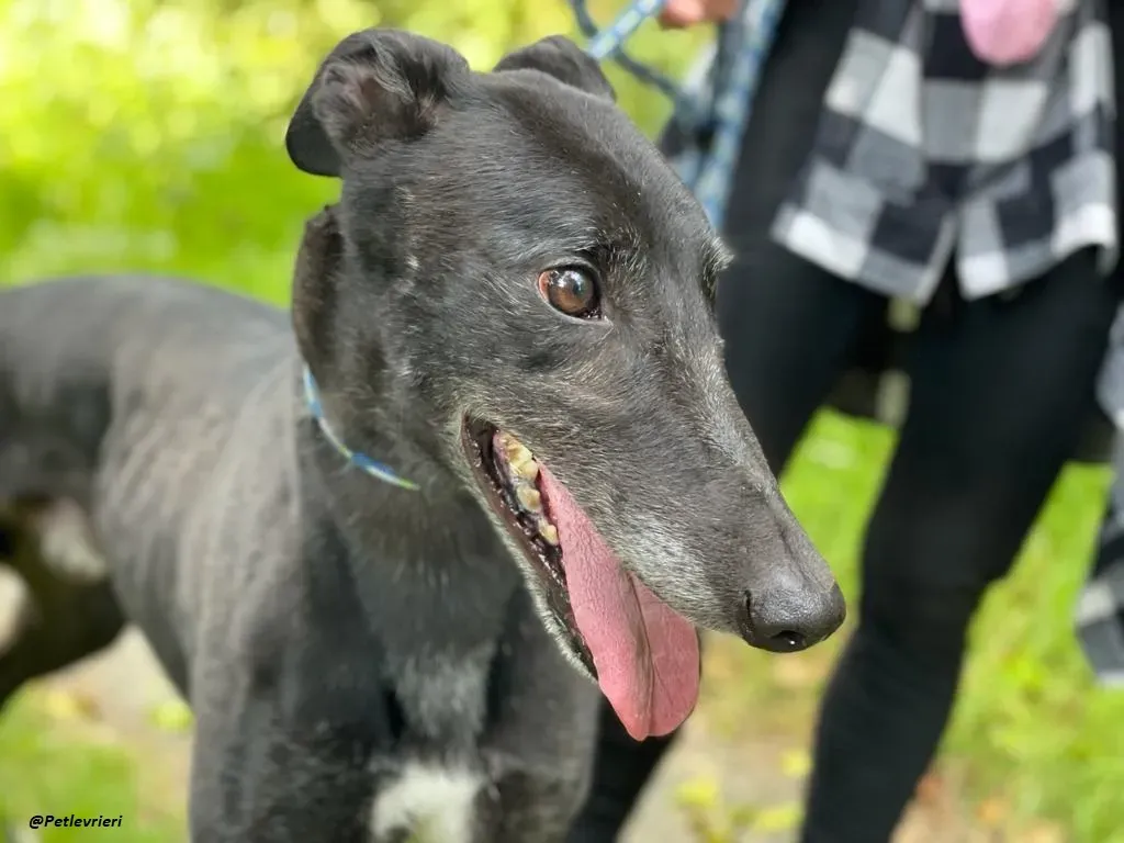 REUBEN GREYHOUND LEVRIERI IN ADOZIONE 5