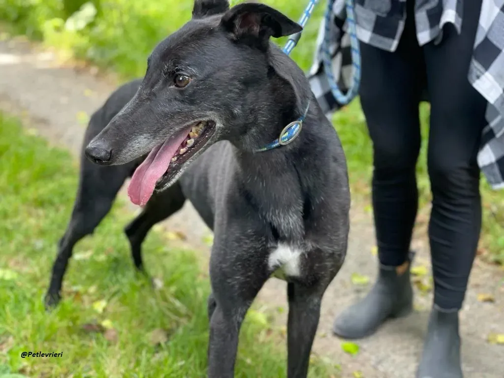 REUBEN GREYHOUND LEVRIERI IN ADOZIONE 6