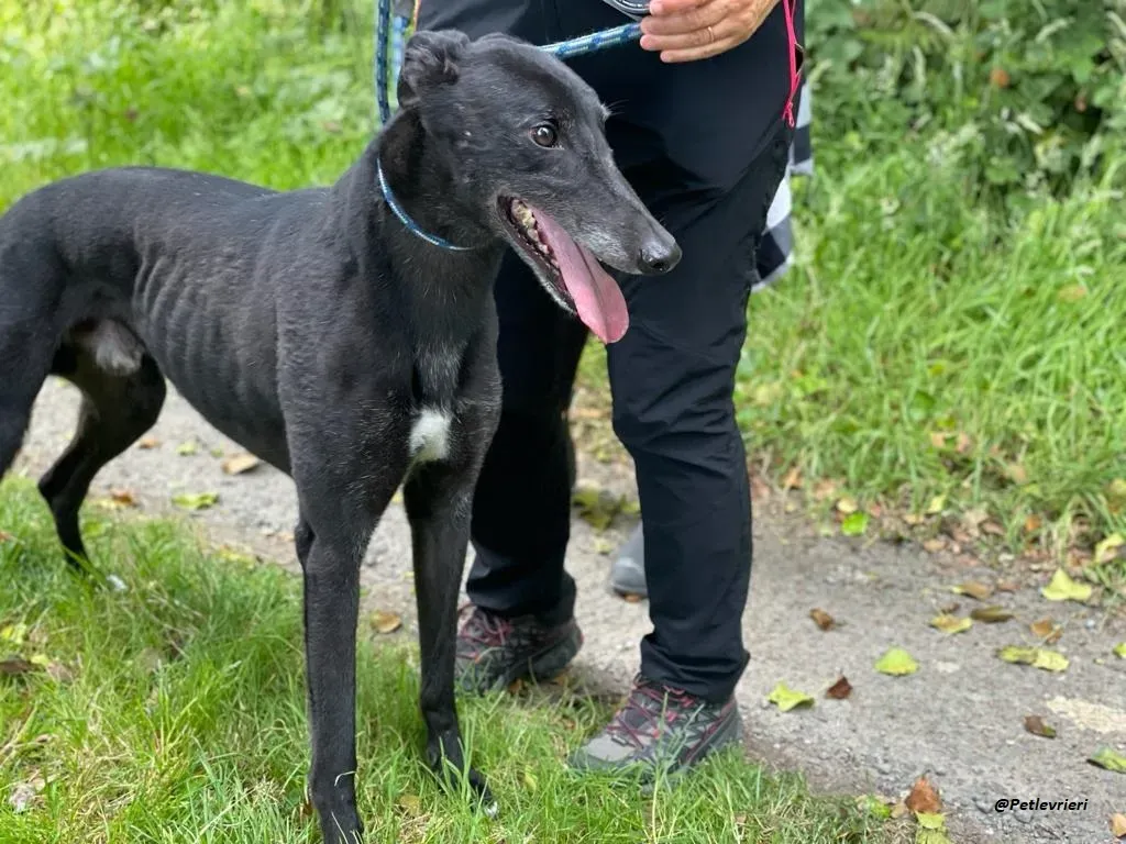 REUBEN GREYHOUND LEVRIERI IN ADOZIONE 7