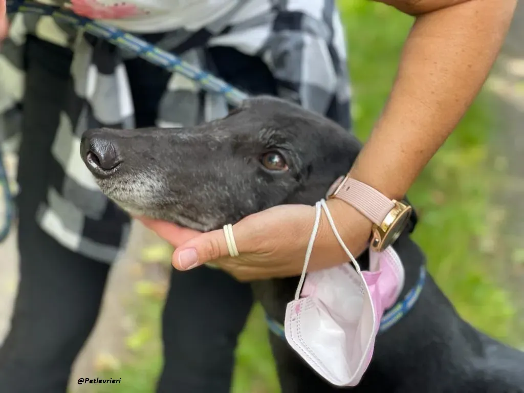 REUBEN GREYHOUND LEVRIERI IN ADOZIONE 8