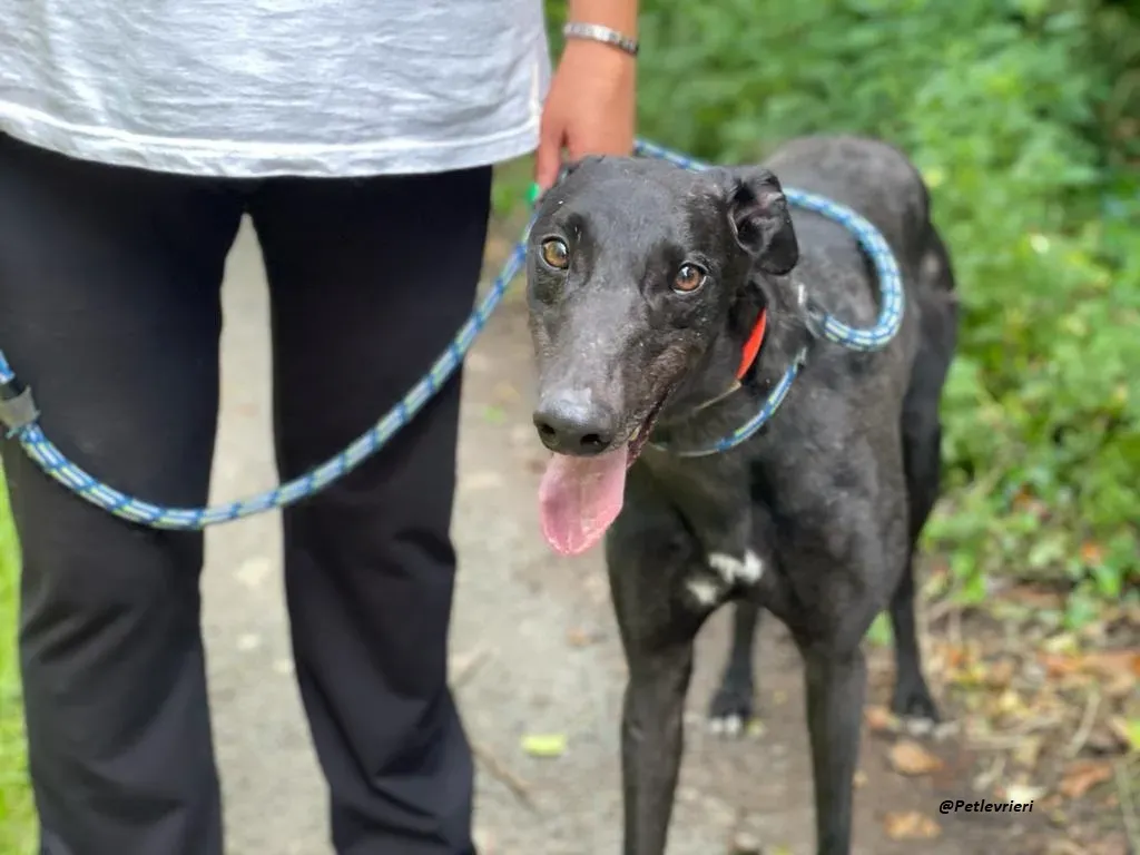 RICKY GREYHOUND ADOTTA UN LEVRIERO 1