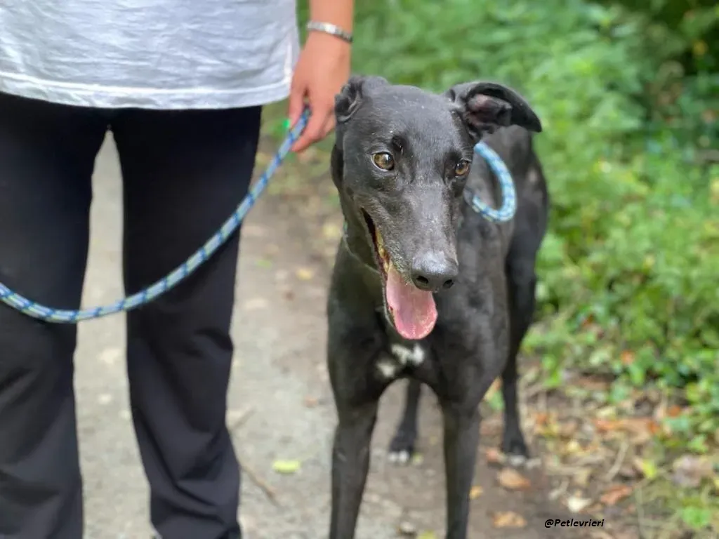 RICKY GREYHOUND ADOTTA UN LEVRIERO 2