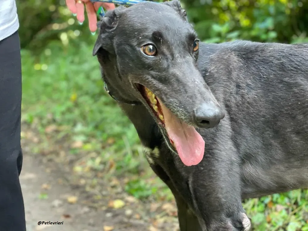 RICKY GREYHOUND ADOTTA UN LEVRIERO 3