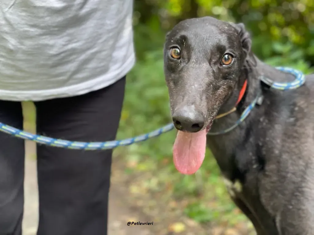 RICKY GREYHOUND ADOTTA UN LEVRIERO 4