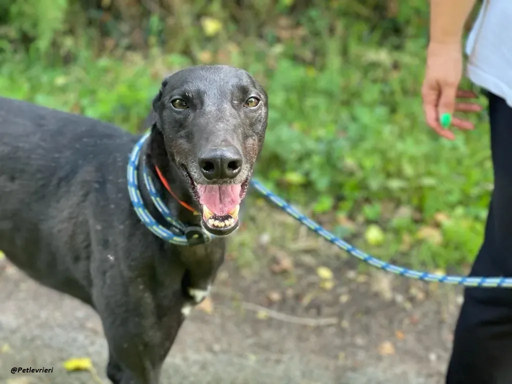 RICKY GREYHOUND ADOTTA UN LEVRIERO 5