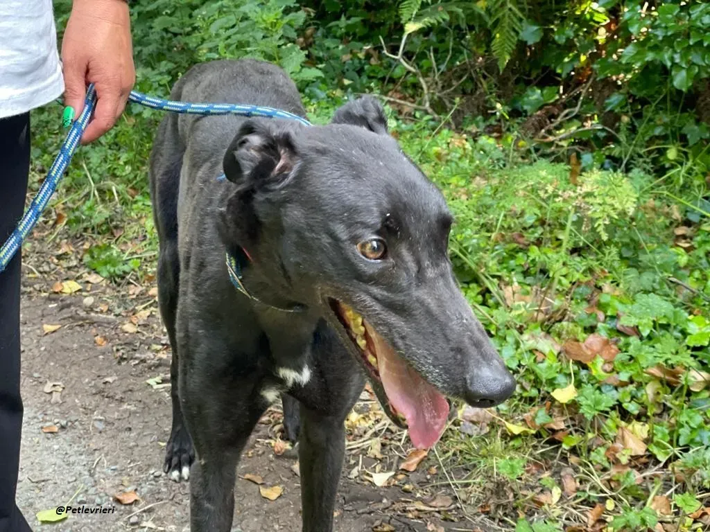 RICKY GREYHOUND ADOTTA UN LEVRIERO 6