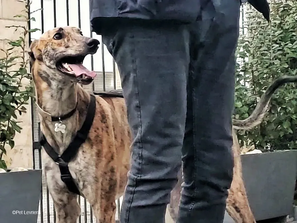 RODEO GREYHOUND TIGRATO MASCHIO foster home 06