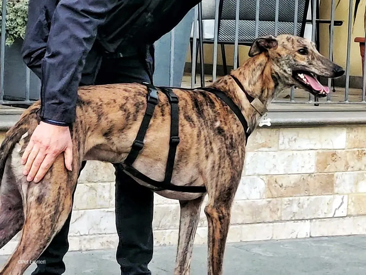 RODEO GREYHOUND TIGRATO MASCHIO foster home 07