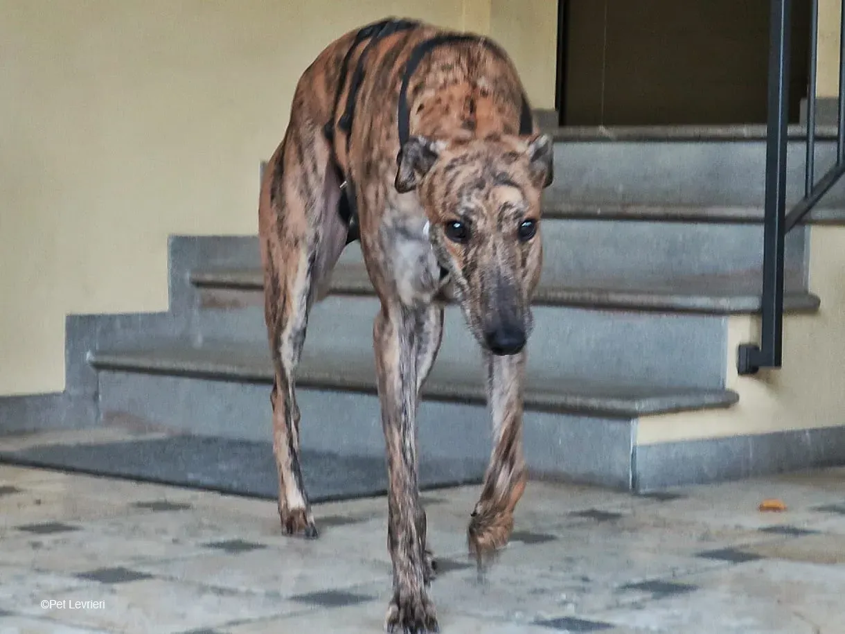 RODEO GREYHOUND TIGRATO MASCHIO foster home 08